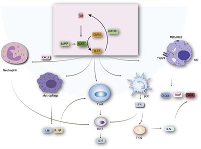 Signaling pathways and targeted therapy for rosacea